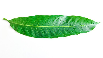 Mango leaf with water drop on white background, Fresh green mango leaves