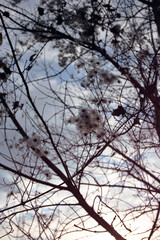 jesienny widok gałęzie