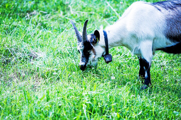 close-up of  billy goat outdoors eating grass
