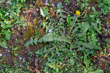Blooming dandelions in a clearing in the Park