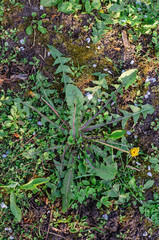 Blooming dandelions in a clearing in the Park