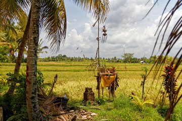 Small Hindu offering shrine in a rice paddy near Ubud, with palm trees