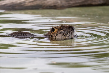Die Nutria, auch Biberratte oder seltener Sumpfbiber | Bisamratte