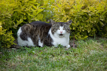 Naklejka na ściany i meble cute and beautiful tricolor cat resting in the green grass