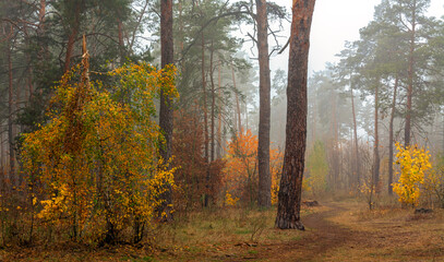 Paved tiles. Abstract background. Design decision.