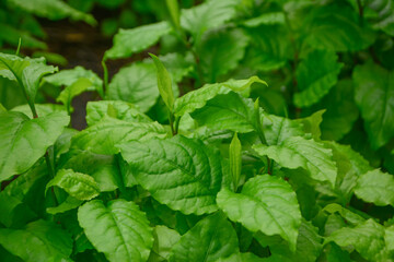 Young shoots, Plumbago zeylanica, Root and stem properties Qualified to help drive menstruation, Leaves have properties to help prevent bruises treat fresh wounds and stop bleeding, medicinal plant