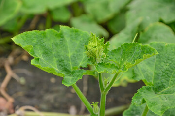 Young shoots,The leaves of bright green pumpkins, Pumpkin tree in the garden, Organic Pumpkin Tree