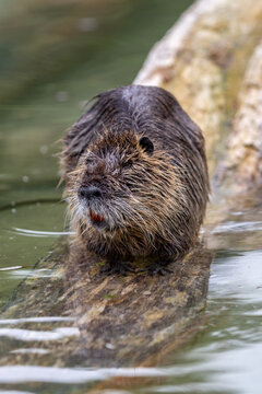 Die Nutria, auch Biberratte oder seltener Sumpfbiber | Bisamratte