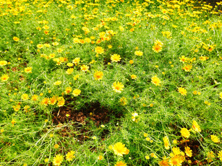 green leaves nature background, leaf plant texture