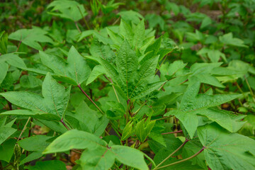Roselle plant is Hibiscus Sabdariffa a species of Hibiscus and the advantage of this plant is antioxidant, Roselle plant leaves in the garden, Roselle is an herb and can be used to make beverages