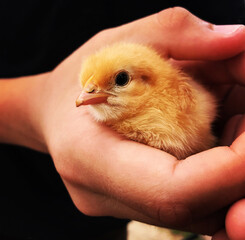 Baby chick held in the hand of a hobby farmer, child's hand