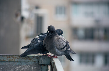 City pigeon sits on a fence in the street