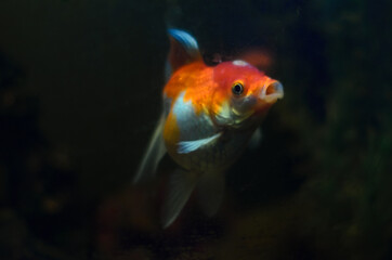 Naklejka premium goldfish in the aquarium. the fish looks forward, opening its mouth. on a black background