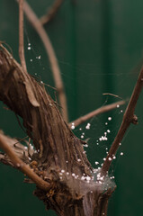 grains of hail on green foliage.  cold weather in spring