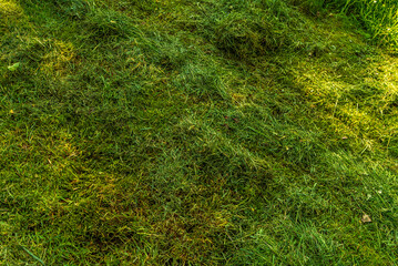 Fresly cut grass