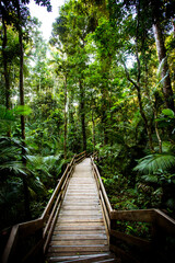 Obraz premium The Daintree Jindalba Boardwalk in Australia