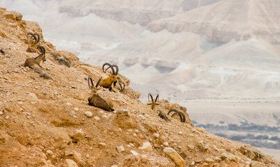 Desert Ibex