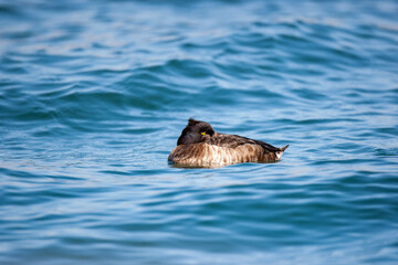 Common Pochard (Aythya ferina) bird in the wild.