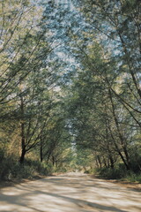 Empty clean forest driveway with high trees