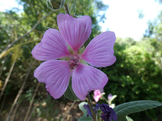 Fiore selvatico