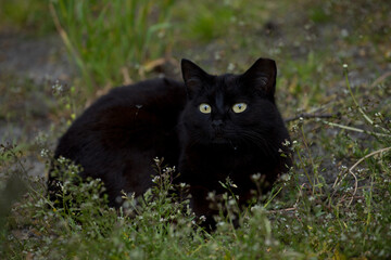 cute and beautiful black cat resting in the green grass