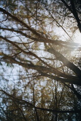 Close of shot of a tree stem light by the sun