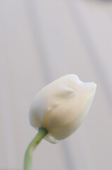 single white tulip