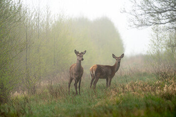 Two young deer in wildlife