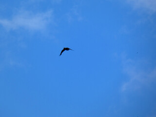 Corvo in volo