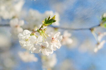 cherry blossom in spring