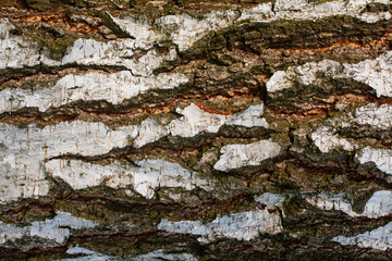 The texture of the birch bark. Old tree bark close-up. Background birch.