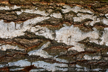 The texture of the birch bark. Old tree bark close-up. Background with an old birch.