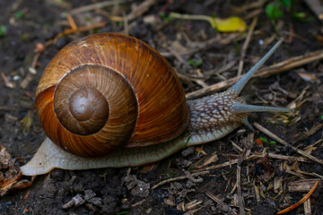 Helix pomatia. Creeping snail. Lazy animal close up. Natural spiral. Helix. Malacology.