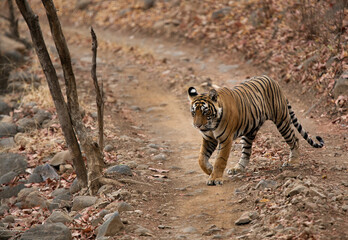 Fototapeta na wymiar Tiger, Noor cub crossing the road, Ranthambore Tiger Reserve