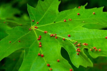 Gall on Silver Maple (Acer saccharinum) leaf. Maple bladder-gall mite or Vasates quadripedes.