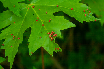 Gall on Silver Maple (Acer saccharinum) leaf. Maple bladder-gall mite or Vasates quadripedes.