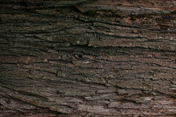 Wood texture. Old tree close-up. Background with a bark.