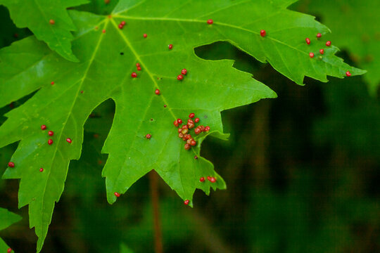 Gall on Silver Maple (Acer saccharinum) leaf. Maple bladder-gall mite or Vasates quadripedes.