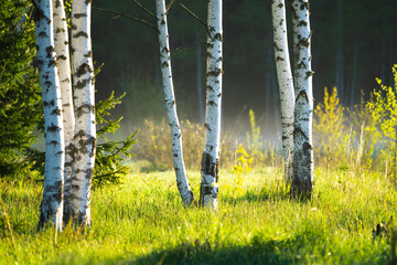 White tanks of birch trees