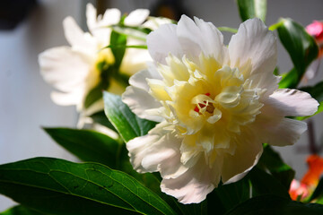 white and yellow flower