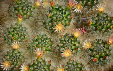 green cactus background