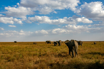 Obraz na płótnie Canvas タンザニア・セレンゲティ国立公園で見かけた、アフリカゾウの群れと青空