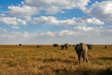 Fototapeta na wymiar タンザニア・セレンゲティ国立公園で見かけた、アフリカゾウの群れと青空