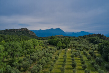 Aerial view of olive trees lake garda italy. In the background Lake Garda, mountains and Rocca di...