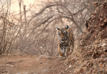 Tiger walking on the road, Ranthambore Tiger Reserve