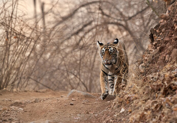 Tiger on morning walk