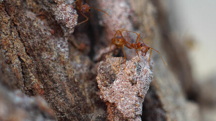 Ant action standing.Ant bridge unity team