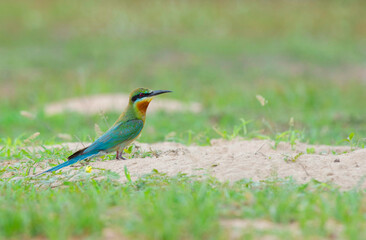 Birds that are colorful in nature Blue-tailed bee-eater(Merops philippinus)