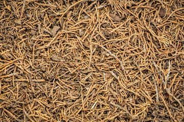 closeup background and texture of forest floor