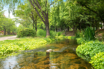 a green tree and a creek-flowing park trail